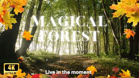 Discover the Natural Beauty of the Magical Forest with a Groupon Discover
